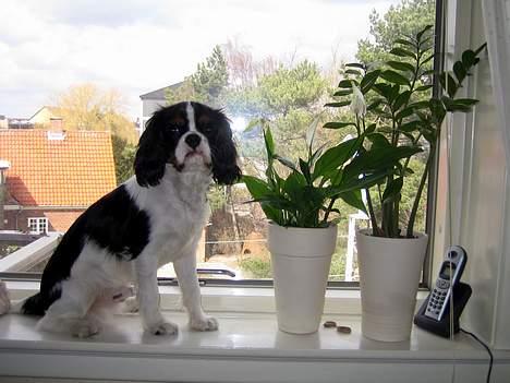 Cavalier king charles spaniel Cobra - 14. april 2006 - Cobra elsker at sidde i vindueskarmen billede 4