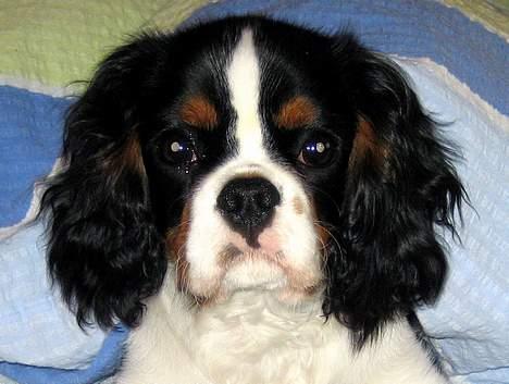 Cavalier king charles spaniel Cobra - 18. marts 2006 - Han er sku´ da skøn :o) billede 8