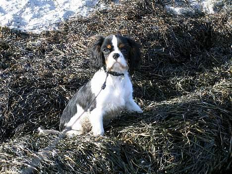 Cavalier king charles spaniel Cobra - 12. februar 2006 - Det tang er bare dejligt, mor billede 9