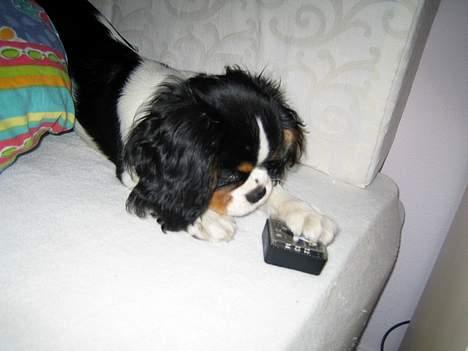 Cavalier king charles spaniel Cobra - 10. februar 2006 - Dumme vækeur !! billede 11