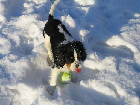 Cavalier king charles spaniel Cobra - 28. januar 2006 - Hvad er alt det hvide, mor ? billede 12