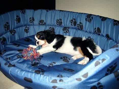 Cavalier king charles spaniel Cobra - 21. december 2006 - Cobra´s første dag hos mig billede 14