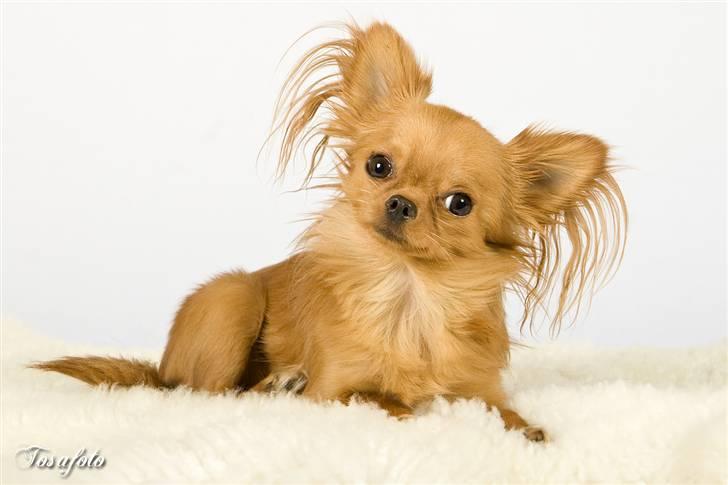 Chihuahua Jason - Hvil i fred <3 - velkommen til min profil:O) billede 1