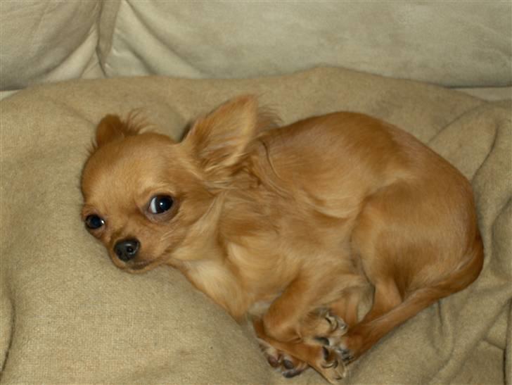 Chihuahua Jason - Hvil i fred <3 - bambi eller hund?? ;O) billede 2