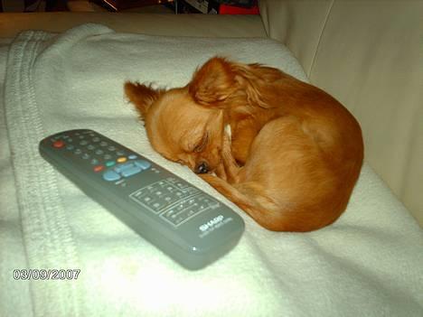 Chihuahua Jason - Hvil i fred <3 - mors lille dreng er søvnig.. billede 3