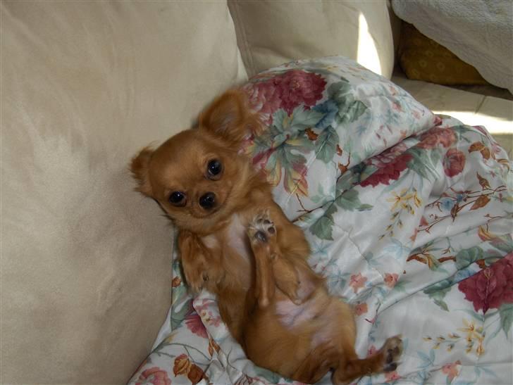 Chihuahua Jason - Hvil i fred <3 - cirkelspark med rullefald! ;O) billede 4