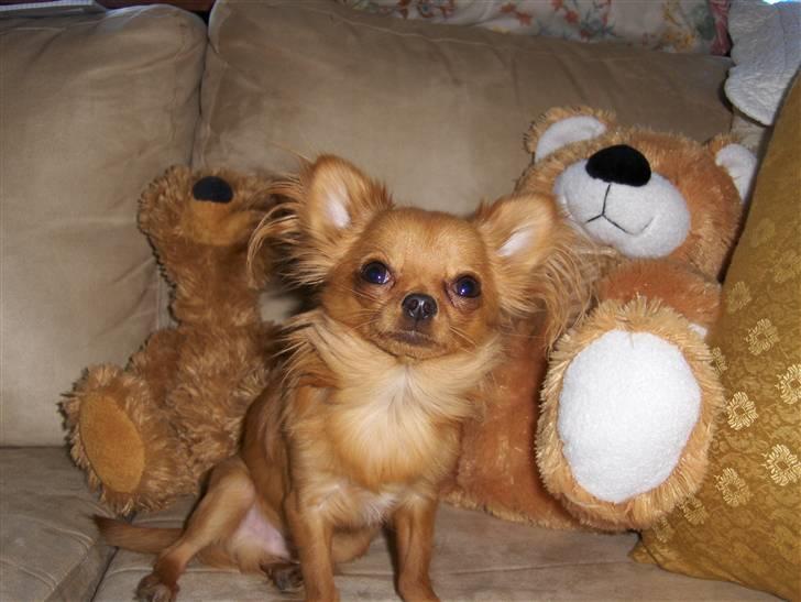 Chihuahua Jason - Hvil i fred <3 - mig og mine bamsevenner:O) billede 5