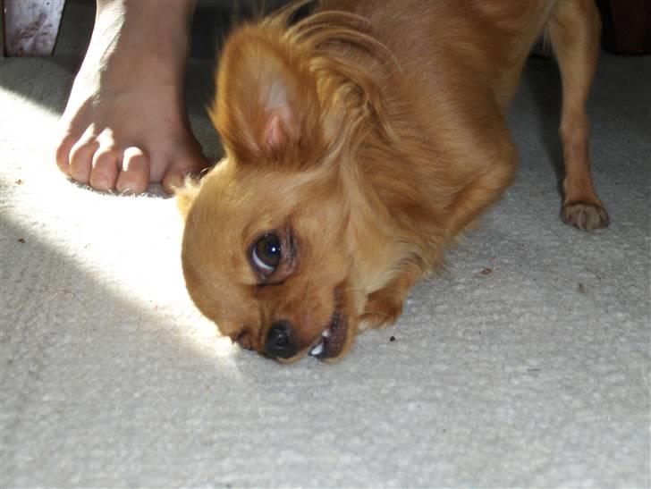 Chihuahua Jason - Hvil i fred <3 - æder lige gulvtæppet.. hehe billede 6