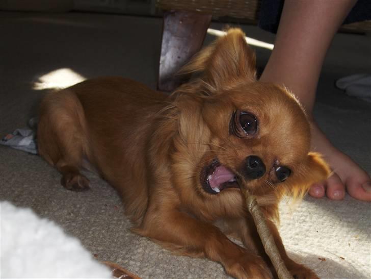 Chihuahua Jason - Hvil i fred <3 - så fik jeg en pind i stedet.. dejligt:O) billede 7