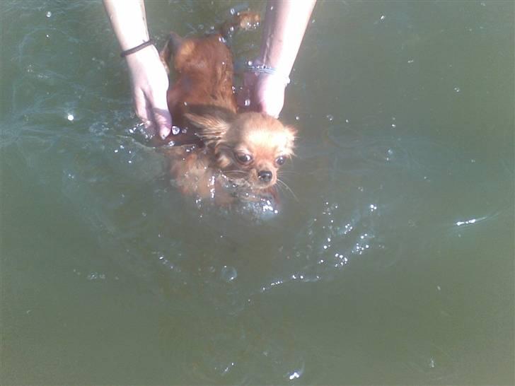 Chihuahua Jason - Hvil i fred <3 - jeg svømmer.. kan ikke li det.. onde mor.. billede 8