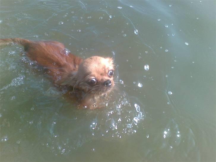 Chihuahua Jason - Hvil i fred <3 - nu slap hun mig sku også.. nu er jeg virkelig bange.. se lige mine øjne..!!! billede 9