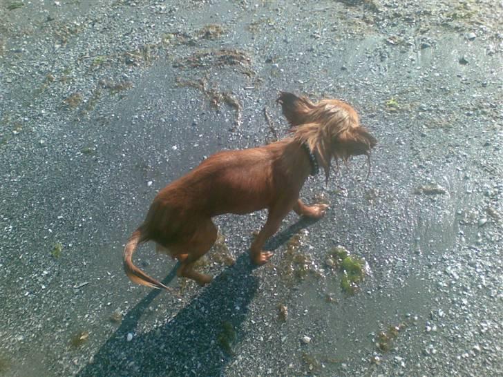 Chihuahua Jason - Hvil i fred <3 - pyyyyha endelig i land.. billede 10