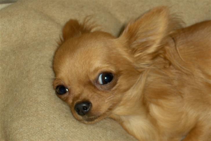 Chihuahua Jason - Hvil i fred <3 - babyfjæs billede 11