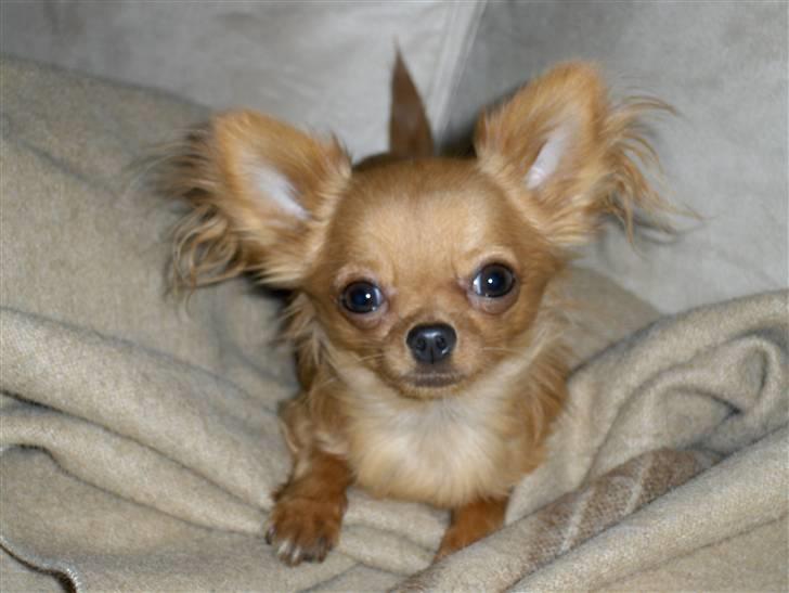 Chihuahua Jason - Hvil i fred <3 - smukke jason billede 12