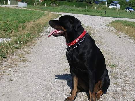 Rottweiler Xena  - Jeg har fået nyt halsbånd er det ikke fint ??  billede 6