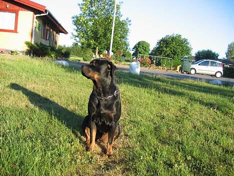 Rottweiler Xena  - sidder lige og poserer :O)  billede 7