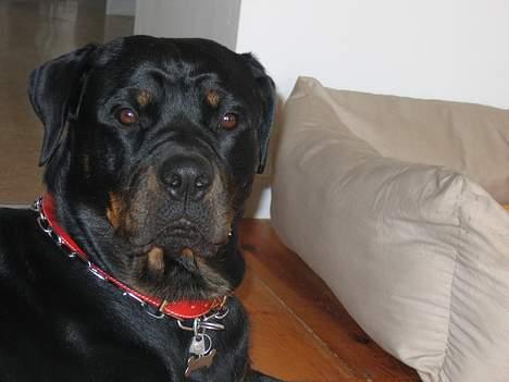 Rottweiler Xena  - Hvad vil du  ?? jeg sov lige så godt  billede 8
