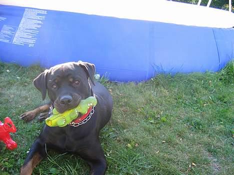 Rottweiler Xena  - Xena med Snappi - den bedste krokodille :O)  billede 9