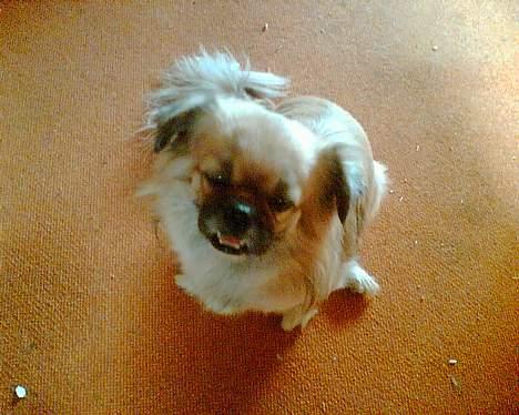 Tibetansk spaniel Coco - Så prøver jeg lige at se bedårende ud....... billede 14