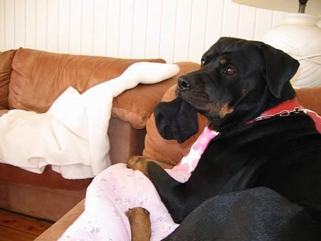 Rottweiler Xena  - Jeg har taget min mors sok :O)) det gør jeg tit  billede 10