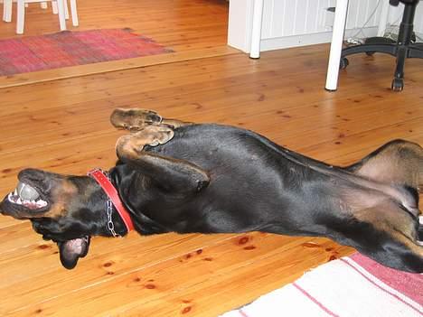 Rottweiler Xena  - Er jeg ikke dejlig ??   billede 11