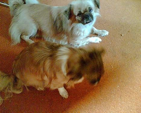 Tibetansk spaniel Coco - Vi skulle fotograferes sammen, konen og jeg, men hun ville ikke billede 16