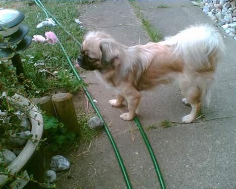 Tibetansk spaniel Kico - Er lige på jagt efter et nyt eventyr billede 9