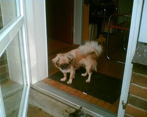 Tibetansk spaniel Kico - Kommer du der mis, men griseøret er mit......... billede 10