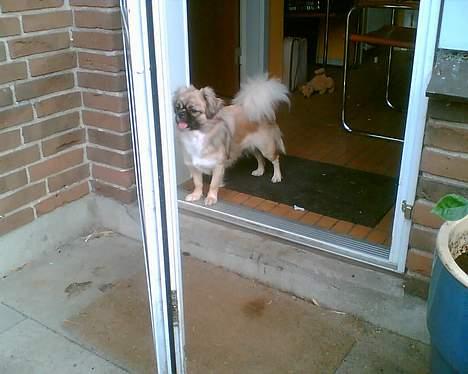 Tibetansk spaniel Kico - Jeg skuer lige ud over min egen lille verden billede 11