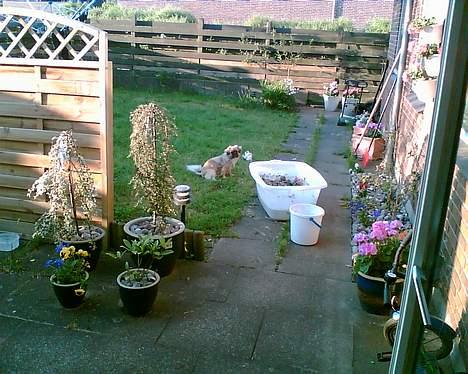 Tibetansk spaniel Kico - Hvornår kommer du og skyller de sten færdig................ billede 12