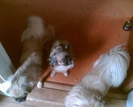 Tibetansk spaniel Zenta Kia - Familiebilled og så smutter de to andre billede 7