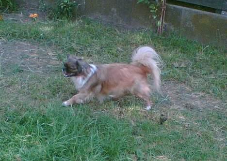 Tibetansk spaniel Zenta Kia - Lige et nærbilled af hende i fuld fart billede 8
