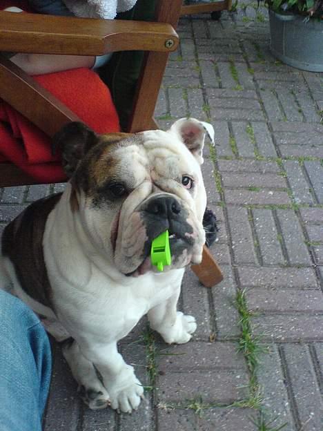 Engelsk bulldog Eigil - Kunne sagtens være dommer i fodbold....fløjten klæ´r mig  billede 9
