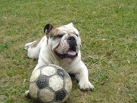 Engelsk bulldog Eigil - Her tager jeg mig lige en slapper efter foldbold kampen  billede 10