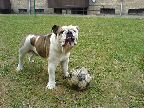 Engelsk bulldog Eigil - Rækker tunge af far  billede 11