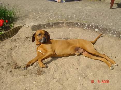 Rhodesian ridgeback Djambo - er jeg ikke lækker billede 17