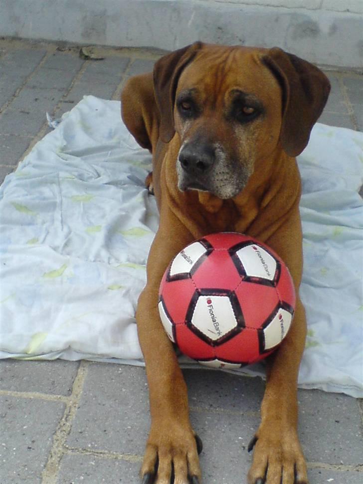 Rhodesian ridgeback Djambo - Min bold! :´D billede 18