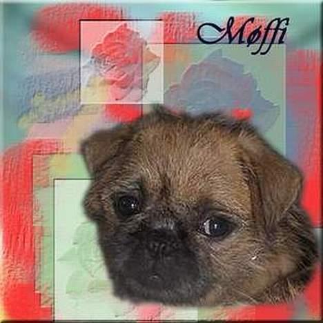 Blanding af racer Møffi - er jeg ikke bare nuser... billede 8