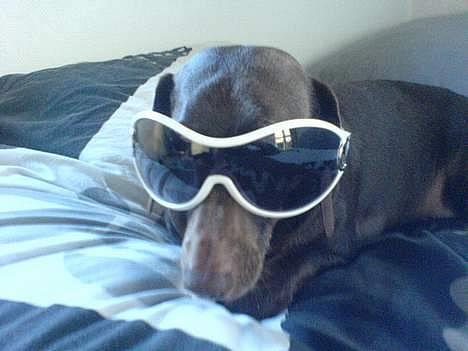 Gravhund Max - Kongen :) billede 1