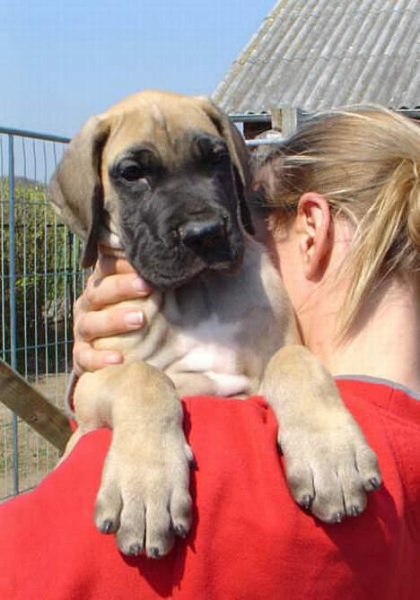 Grand danois Ozzy - 7 uger gammel, er jeg ikke dejlig billede 14