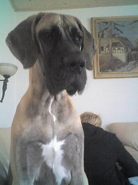 Grand danois Ozzy - waw waw hva billede 15