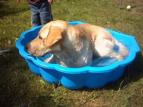 Labrador retriever Balou (RIP) - det var en varm dag. billede 17