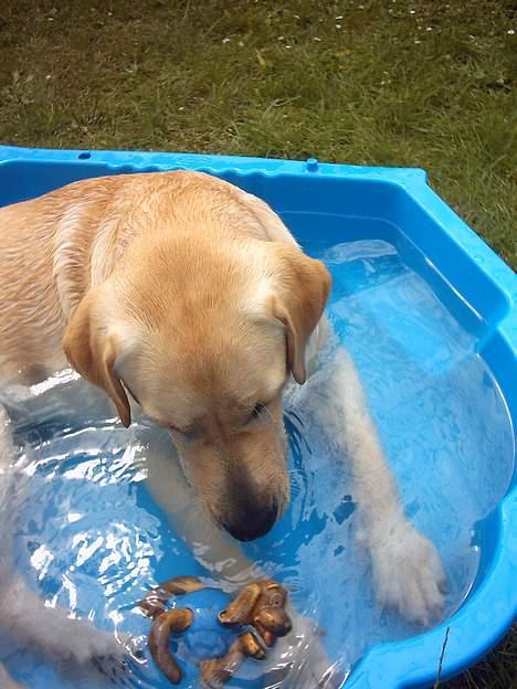Labrador retriever Balou (RIP) - dejligt med noget koldt vand. billede 18