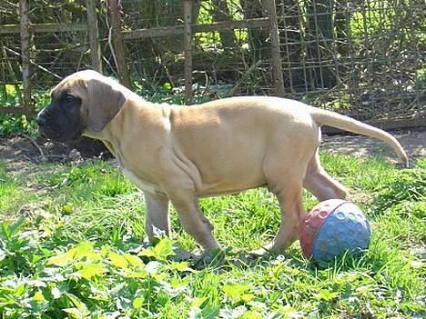 Grand danois Ozzy billede 16