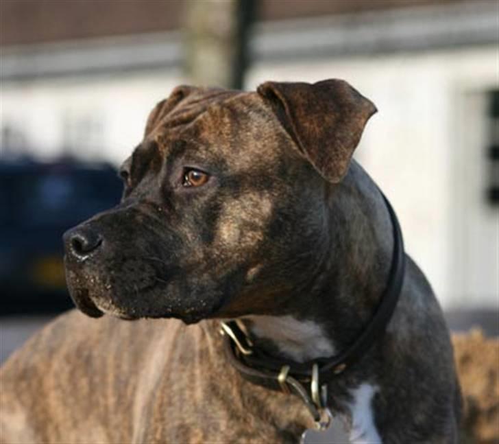 Amerikansk staffordshire terrier Diana - November 2006 billede 1
