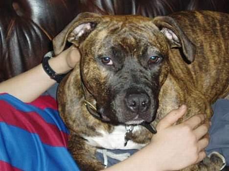 Amerikansk staffordshire terrier Diana - Puttegris i sofaen billede 3