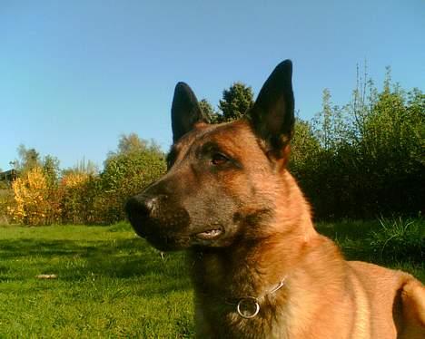 Malinois Gallus billede 1