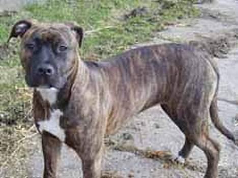 Amerikansk staffordshire terrier Diana - 6 måneder billede 4