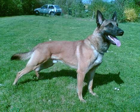 Malinois Gallus - bemærk, den super seje bil i baggrunden billede 2
