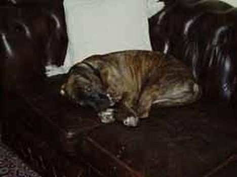 Amerikansk staffordshire terrier Diana - 4 måneder billede 5